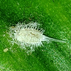 Pseudococcus longispinus